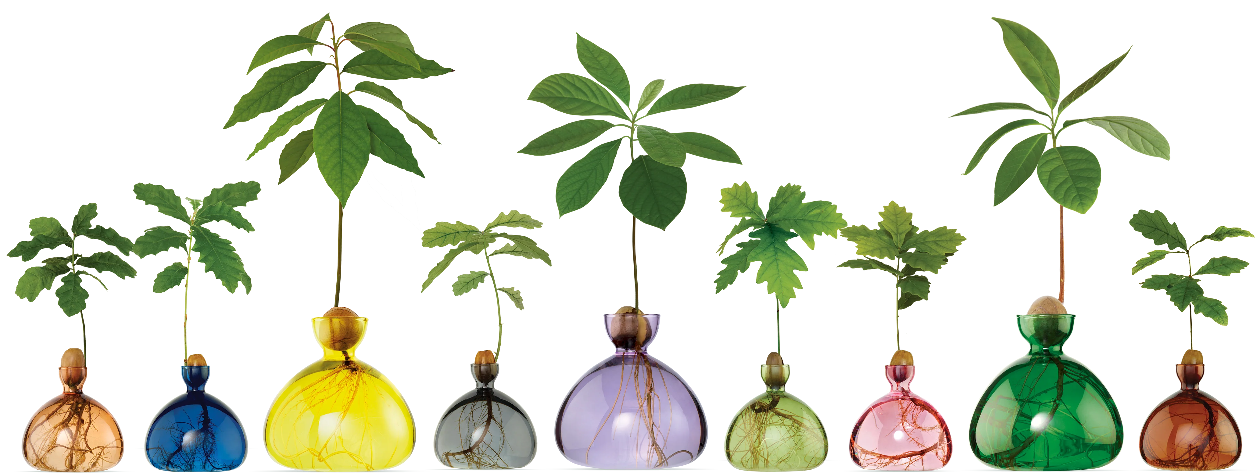 Grow Your Own Oak Tree